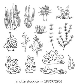 Vector set of seaweeds. Outline sea elements are isolated on white. Beautiful underwater flora and fauna. Aquarium, ocean, and undersea algae water life in hand-drawn or cartoon style.