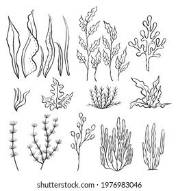 Vector set of seaweeds. Outline sea elements are isolated on white. Beautiful underwater flora and fauna. Aquarium, ocean, and undersea algae water life in hand-drawn or cartoon style.