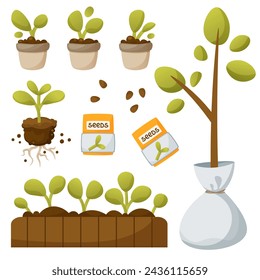 Vector set of seedlings, seeds, tree sapling. Raasada in small pots, in a wooden yatsik, without a slide with visible roots. Tree seedling in a bag. Vegetable garden, gardener, growing plants.