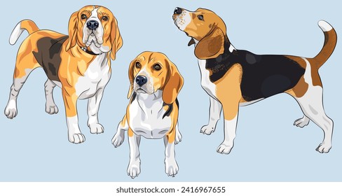 Vector set of serious dog Beagle breed