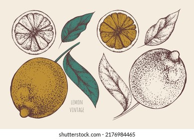 Vector set with several vintage whole lemons, round citrus slices on pale beige background. One green leaf on sprig. Decorative hand drawn fruits for juice, smoothies, sweet drinks packaging design.