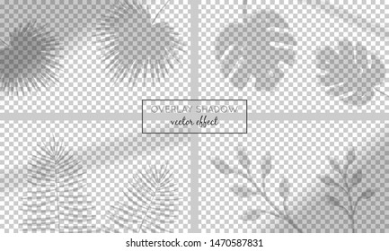 Vector set with shadow overlays  on transparent background. Organic and window frame shadows for natural light effects. Photo-realistic illustration with palm and monstera leaves