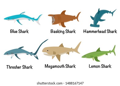Vector set of shark species in cartoon style isolated on white background.