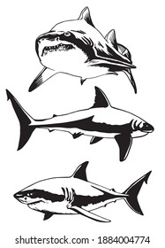 Vector set of sharks on white background, marine life