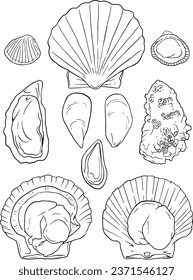 vector set of shell. Illustration isolated on white background. line vector set 