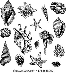 Vector set of shells. Hand-drawn sketch collection. 