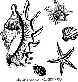 Vector set of shells. Hand-drawn sketch collection. 