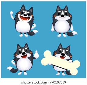 Vector set of Siberian husky dog character indifferent action poses