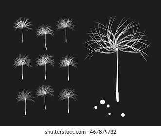 Vector set of silhouette of a blooming dandelion seeds.