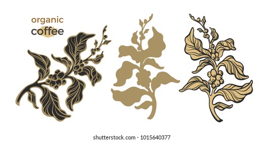 Vector set of silhouette coffee branch with leaves and beans Botanical art line drawing design Realistic plant Nature background Organic drink Sketch eco collection isolated on white background Eps10