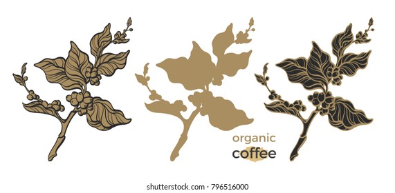 Vector set of silhouette coffee branch with leaves and beans Botanical art line drawing design Realistic plant Nature background Organic drink Sketch eco collection isolated on white background Eps10