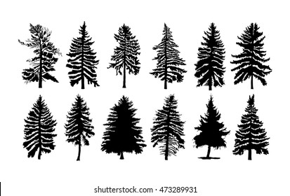 Vector set silhouette of different Canadian pine trees. Conifer tree silhouettes on the white background Collection. Bundle of trees.