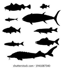 Vector Set of Silhouette Fish. Collection of Black Shapes Sea, River and Lake Types.