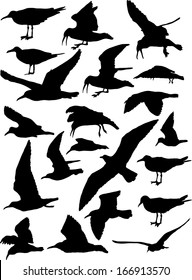 Vector set of silhouettes of 21 flying seagulls