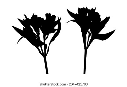 Vector set of silhouettes of flowers. Illustration with black color alstroemeria flower. Abstract image of an isolated plant on a white background