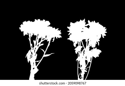 Vector set of silhouettes of flowers. Illustration with a bouquet of chrysanthemums in white. Abstract image of an isolated plant on a black  background