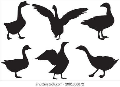 Vector set of silhouettes of geese. Shadows of domestic flightless birds with wings and beaks. Goose screams
