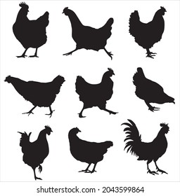 Vector set of silhouettes of hens and roosters in various poses. Goes, sits, plays, pecks grains
