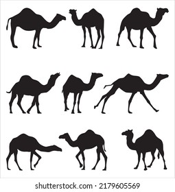 
Conjunto vectorial de siluetas de camellos de un solo dedo. Sombras animales mamíferos grandes. Barco del desierto, estepa.