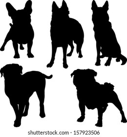 Vector set of silhouettes of pug, French bulldog, Shepherd, bullmastiff breeds of dogs in various poses