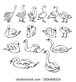 Vector set of silhouettes of swans in different poses. isolated on a white background. Collection of linear Swans icons. Vector illustration in sketch style.  decorative birds. hand drawn