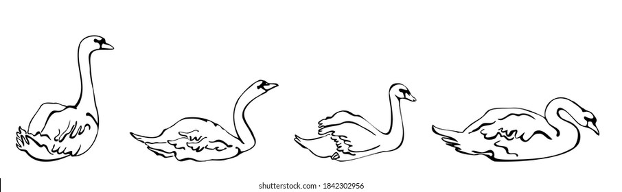 Vector set of silhouettes of swans in different poses. isolated on a white background. Horizontal border of floating swans. Collection of decorative bird icons.hand-drawn. Horizontal frieze for design