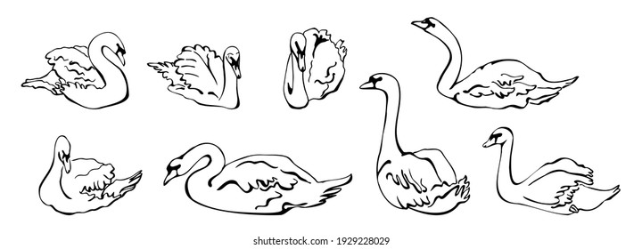 Vector set of silhouettes of swans in different poses. isolated on a white background. Collection of linear Swans icons. Vector illustration in sketch style.  decorative birds. hand drawn