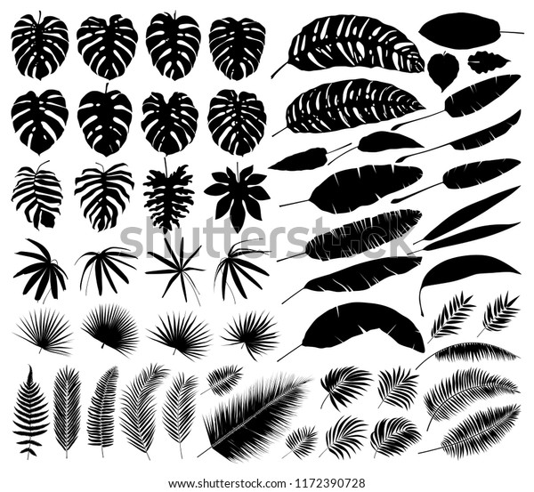 Vector Set Silhouettes Tropical Leaves Botanical のベクター画像素材 ロイヤリティフリー