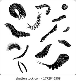 Vector set of simple black and white drawings of various caterpillar. Ink and brush style, realistic details.