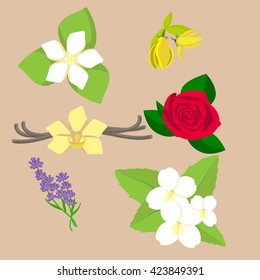 vector set of six flowers and plants, such us orange, ylang ylang, rose, vanilla, lavender, jasmine for aromatherapy
