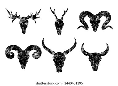 Vector set of six hand drawn skulls of horned animals: wild buffalo, bull, deer and ram on white background. Black silhouettes with grunge texture in old sketch and vintage style.