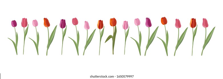 Conjunto vectorial de dieciséis tulipanes aislados. Tulipanes de diferentes colores en un estilo plano