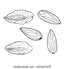 Vector Set of Sketch Almond Nuts. In Shell and Peeled Variations
