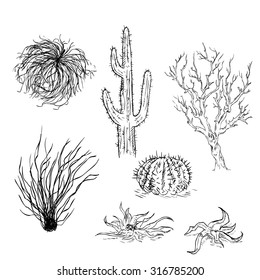 Vector Set of Sketch Cactuses and Desert Plants