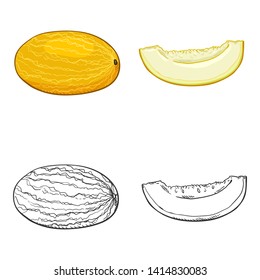 Vector Set of Sketch and Cartoon Melon Illustrations