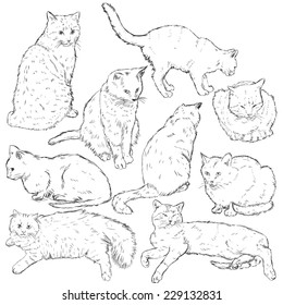 Vector Set of Sketch Cats