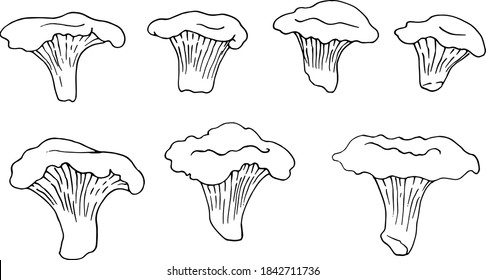 Vector set sketch chanterelle mushrooms black and white graphics, mushroom family, cantharellus, gourmet, vegetarian, autumn mushrooms isolated on white background for printing, cookbook, logo.