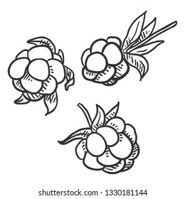 Vector Set of Sketch Cloudberry Illustration