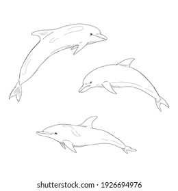 Vector Set of Sketch Dolphin Illustrations