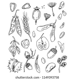 Vector set of sketch drawings of different seeds and nuts.
