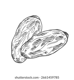 Conjunto vetorial de datas secas de esboço Frutas.