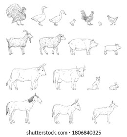 Vector Set Sketch Farm Animals Collection Stock Vector (Royalty Free ...