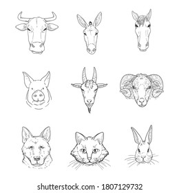 Vector Set of Sketch Farm Animals Heads. Front View.