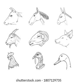 Vector Set of Sketch Farm Animals Heads. Side View.
