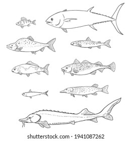 Vector Set of Sketch Fish. Sea, River and Lake Types.