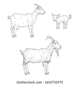 Vector Set of Sketch Goats. Baby-goat, She-goat and He-goat Illustrations.