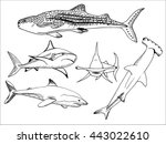 Vector set of sketch illustration of different types of sharks, whale shark, white shark, hammerhead shark, round nose shark