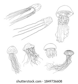 Vector Set of Sketch Jellyfish Illustrations