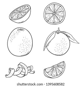 Vector Set of Sketch Orange Fruits. Whole and Sliced.