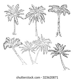 Vector Set of Sketch Palm Trees